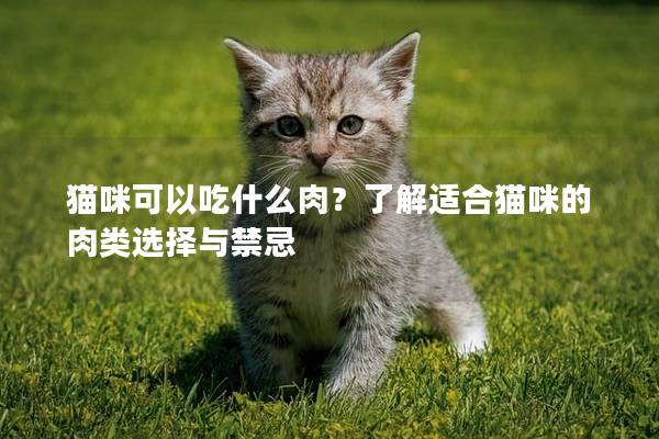 猫咪可以吃什么肉？了解适合猫咪的肉类选择与禁忌