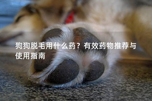 狗狗脱毛用什么药？有效药物推荐与使用指南