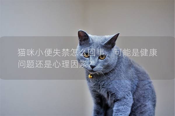 猫咪小便失禁怎么回事，可能是健康问题还是心理因素？