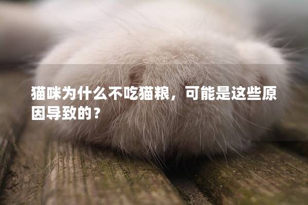 猫咪为什么不吃猫粮，可能是这些原因导致的？