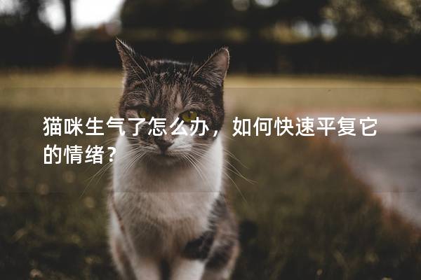 猫咪生气了怎么办，如何快速平复它的情绪？