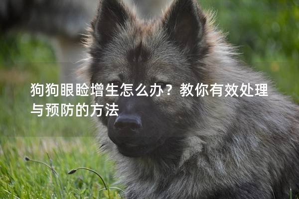 狗狗眼睑增生怎么办？教你有效处理与预防的方法