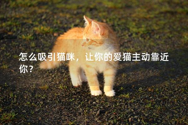 怎么吸引猫咪，让你的爱猫主动靠近你？