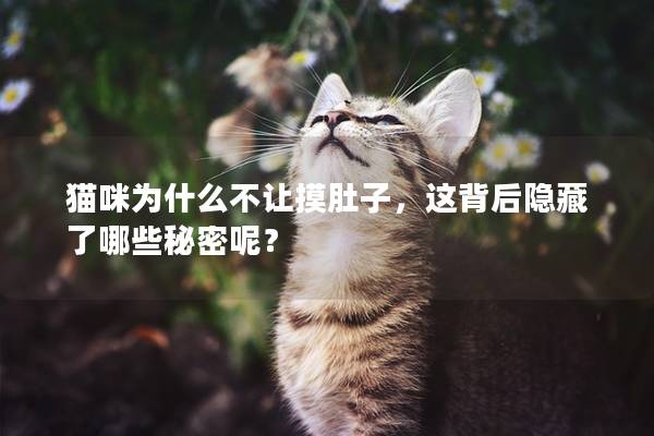 猫咪为什么不让摸肚子，这背后隐藏了哪些秘密呢？