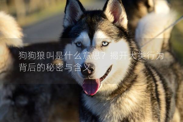 狗狗狼叫是什么意思？揭开犬类行为背后的秘密与含义