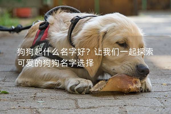 狗狗起什么名字好？让我们一起探索可爱的狗狗名字选择