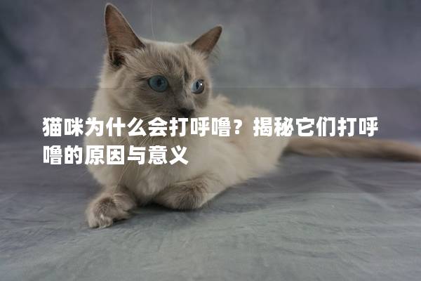 猫咪为什么会打呼噜？揭秘它们打呼噜的原因与意义