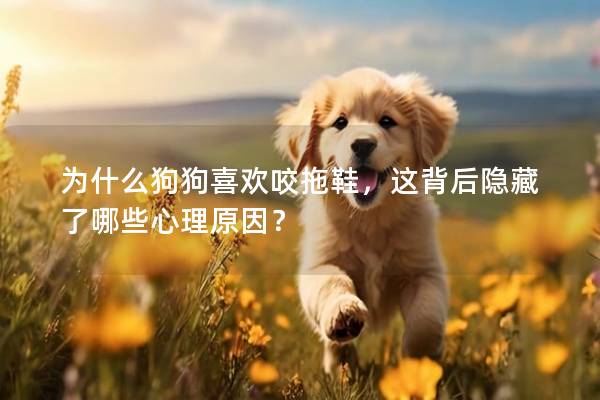 为什么狗狗喜欢咬拖鞋，这背后隐藏了哪些心理原因？