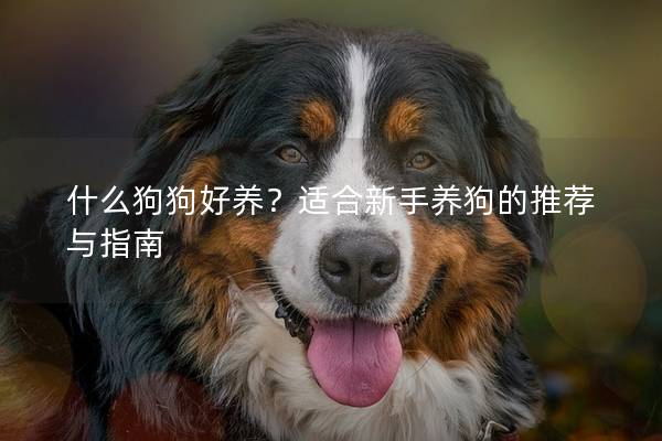 什么狗狗好养？适合新手养狗的推荐与指南