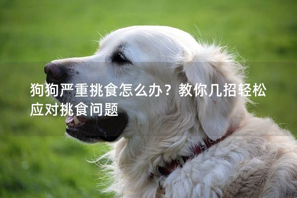 狗狗严重挑食怎么办？教你几招轻松应对挑食问题