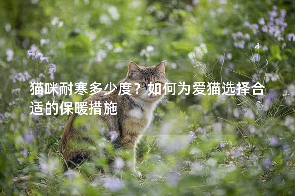 猫咪耐寒多少度？如何为爱猫选择合适的保暖措施