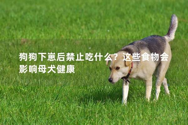 狗狗下崽后禁止吃什么？这些食物会影响母犬健康