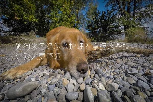 狗狗来月经怎么护理？掌握这些技巧让爱犬更舒适