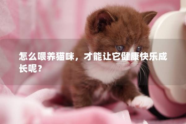 怎么喂养猫咪，才能让它健康快乐成长呢？