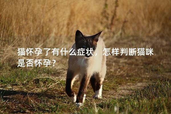 猫怀孕了有什么症状，怎样判断猫咪是否怀孕？