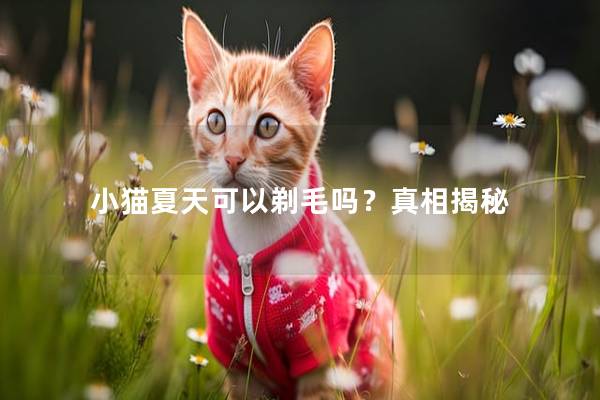 小猫夏天可以剃毛吗？真相揭秘