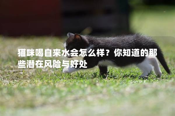 猫咪喝自来水会怎么样？你知道的那些潜在风险与好处