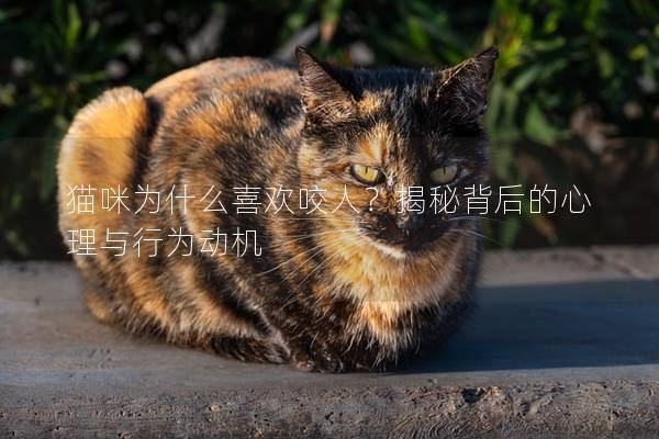 猫咪为什么喜欢咬人？揭秘背后的心理与行为动机