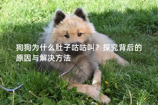 狗狗为什么肚子咕咕叫？探究背后的原因与解决方法