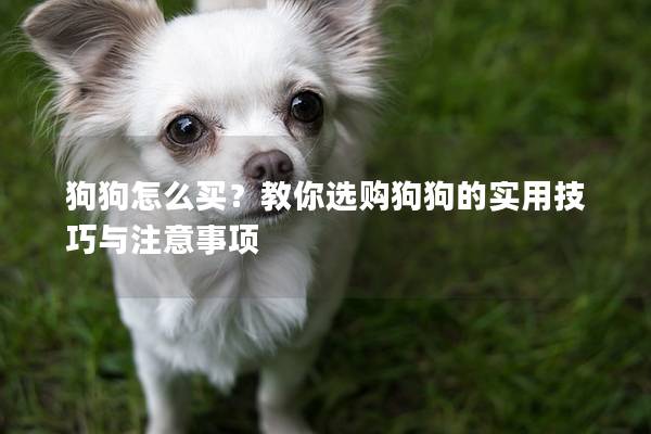 狗狗怎么买？教你选购狗狗的实用技巧与注意事项