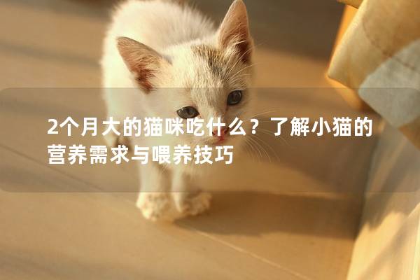 2个月大的猫咪吃什么？了解小猫的营养需求与喂养技巧