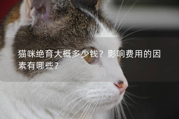 猫咪绝育大概多少钱？影响费用的因素有哪些？