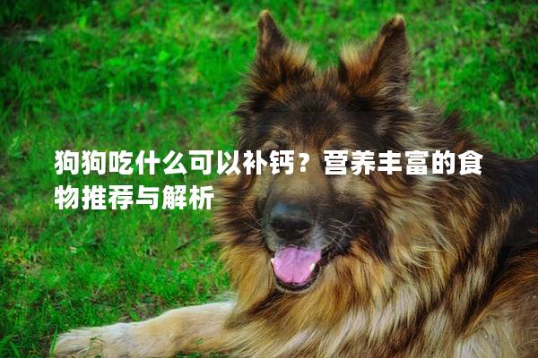 狗狗吃什么可以补钙？营养丰富的食物推荐与解析