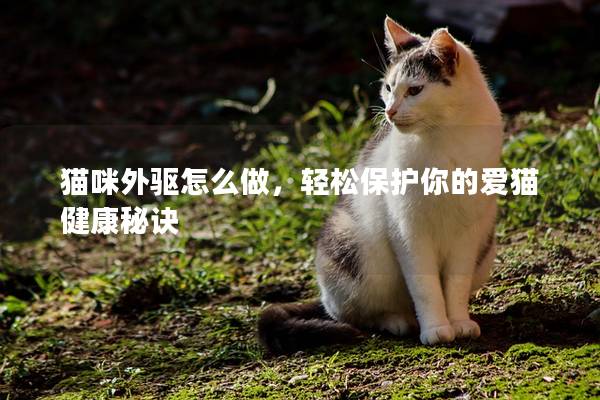 猫咪外驱怎么做，轻松保护你的爱猫健康秘诀