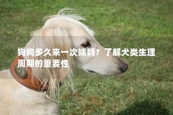 狗狗多久来一次姨妈？了解犬类生理周期的重要性