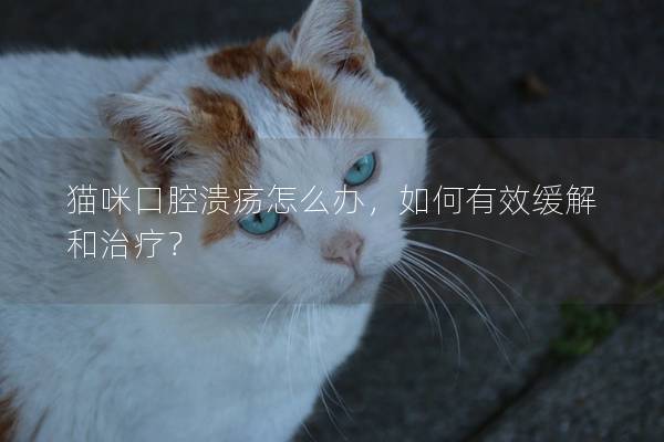 猫咪口腔溃疡怎么办，如何有效缓解和治疗？