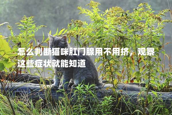 怎么判断猫咪肛门腺用不用挤，观察这些症状就能知道