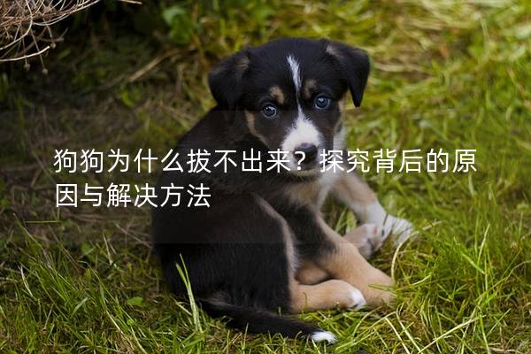 狗狗为什么拔不出来？探究背后的原因与解决方法