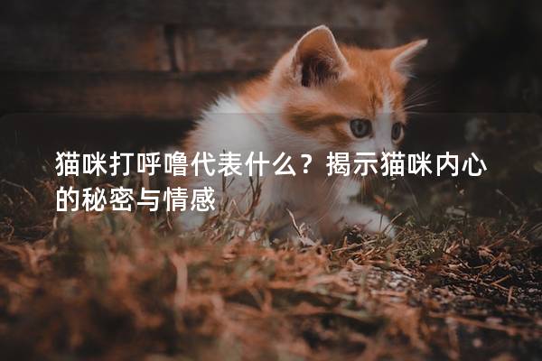 猫咪打呼噜代表什么？揭示猫咪内心的秘密与情感