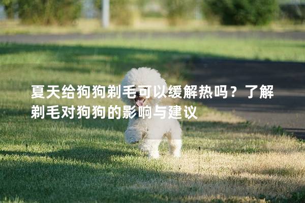 夏天给狗狗剃毛可以缓解热吗？了解剃毛对狗狗的影响与建议