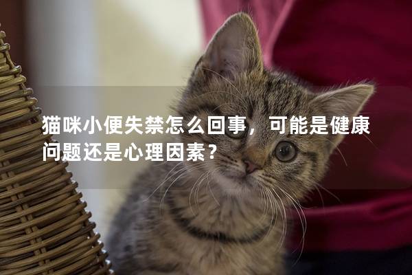 猫咪小便失禁怎么回事，可能是健康问题还是心理因素？