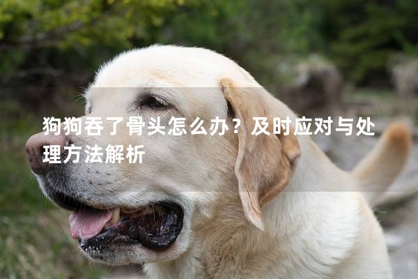 狗狗吞了骨头怎么办?及时应对与处理方法解析