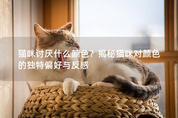 猫咪讨厌什么颜色？揭秘猫咪对颜色的独特偏好与反感