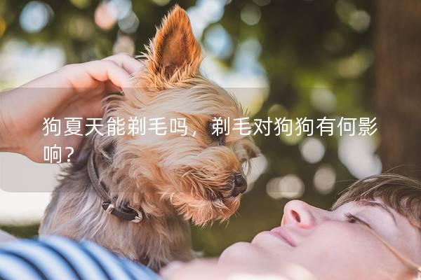 狗夏天能剃毛吗，剃毛对狗狗有何影响？