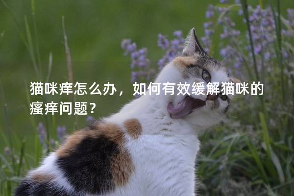 猫咪痒怎么办，如何有效缓解猫咪的瘙痒问题？