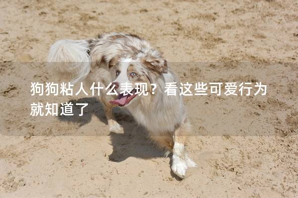 狗狗粘人什么表现？看这些可爱行为就知道了