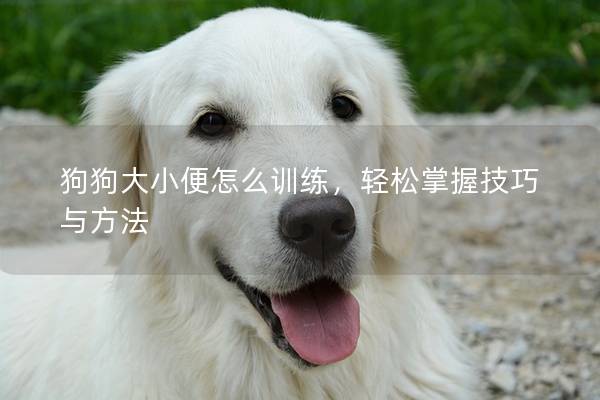 狗狗大小便怎么训练，轻松掌握技巧与方法