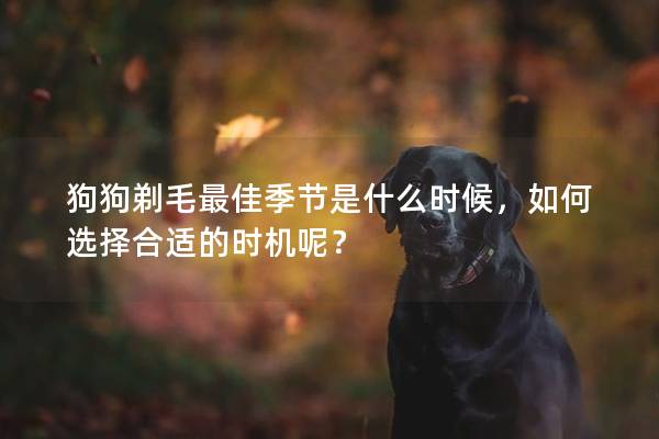 狗狗剃毛最佳季节是什么时候，如何选择合适的时机呢？