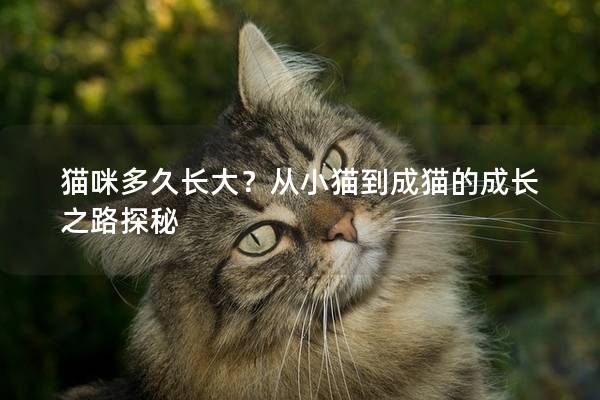 猫咪多久长大？从小猫到成猫的成长之路探秘