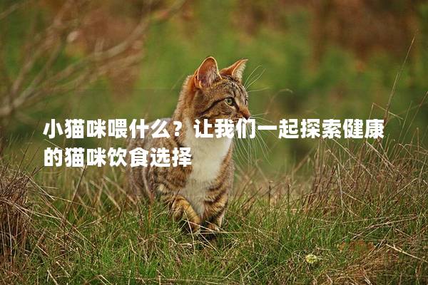 小猫咪喂什么？让我们一起探索健康的猫咪饮食选择