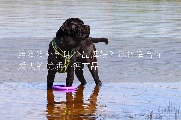 给狗狗补钙哪个品牌好？选择适合你爱犬的优质补钙产品