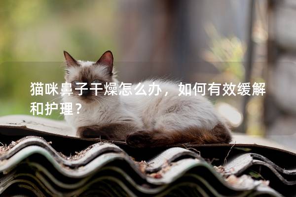 猫咪鼻子干燥怎么办，如何有效缓解和护理？