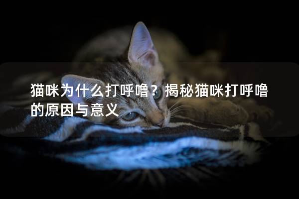 猫咪为什么打呼噜？揭秘猫咪打呼噜的原因与意义