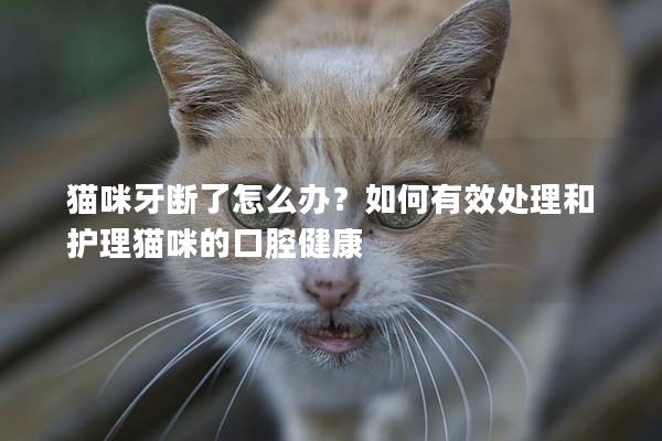 猫咪牙断了怎么办？如何有效处理和护理猫咪的口腔健康