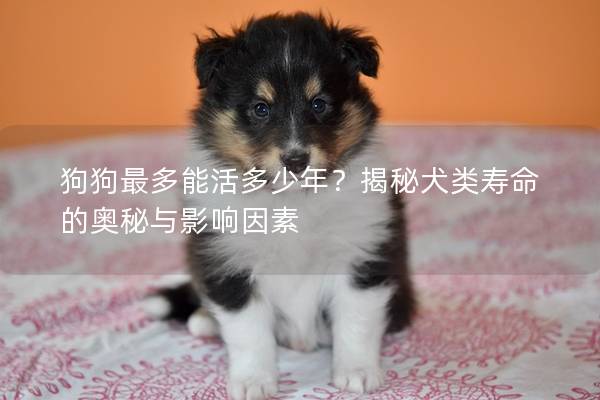 狗狗最多能活多少年？揭秘犬类寿命的奥秘与影响因素