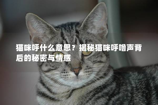 猫咪呼什么意思？揭秘猫咪呼噜声背后的秘密与情感